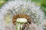 Common dandelion